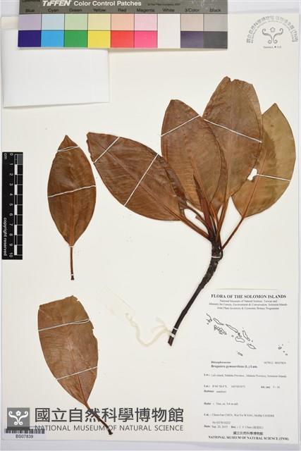 紅茄苳、木欖、紅樹、五蛟梨藏品圖，第1張