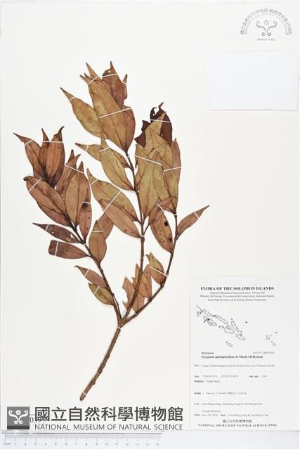 登錄號:BS05039藏品圖，第1張
