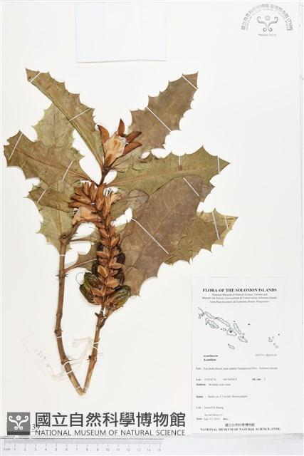 登錄號:BS05139藏品圖，第1張