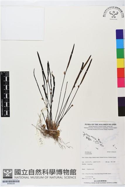 登錄號:BS06239藏品圖，第1張