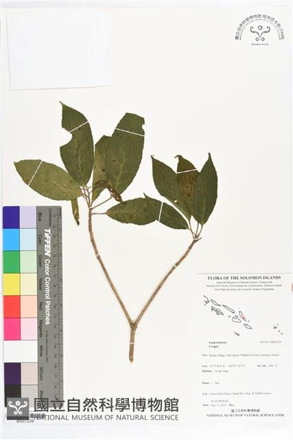 Accession Number:BS07239 Collection Image