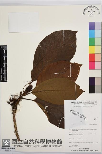 登錄號:BS07739藏品圖，第1張