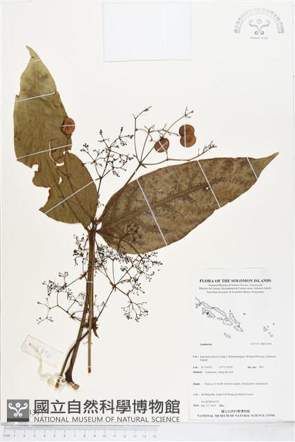 登錄號:BS05339藏品圖，第1張