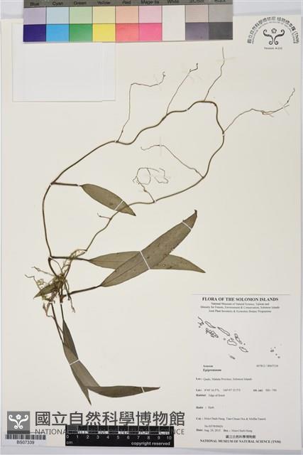 登錄號:BS07339藏品圖，第1張