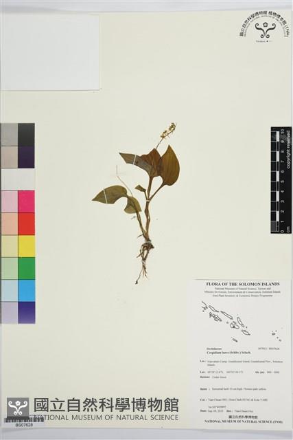 登錄號:BS07628藏品圖，第1張