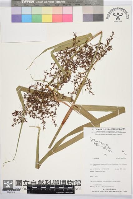 登錄號:BS07428藏品圖，第1張