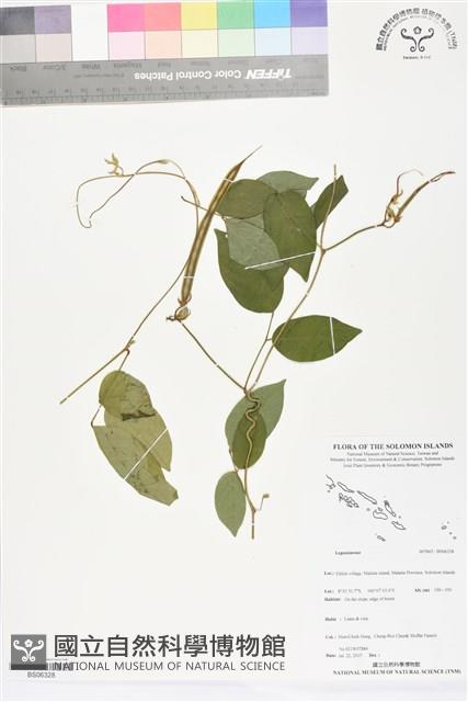 登錄號:BS06328藏品圖，第1張