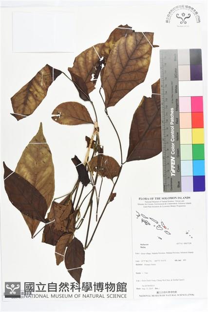 登錄號:BS07328藏品圖，第1張