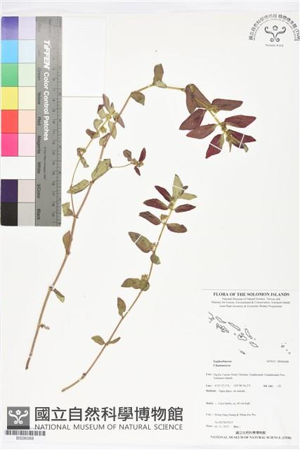 登錄號:BS06088藏品圖，第1張