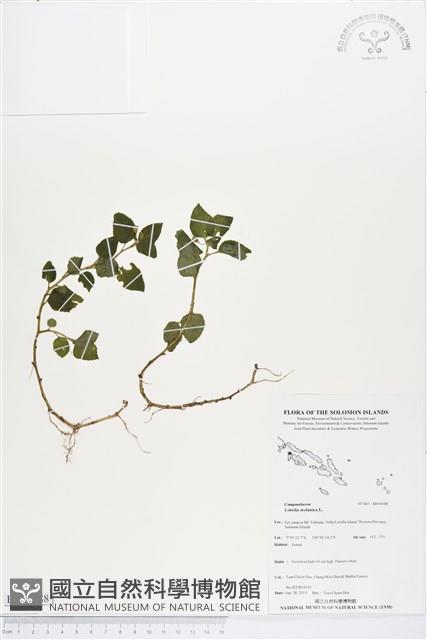 圓葉山梗菜藏品圖，第1張