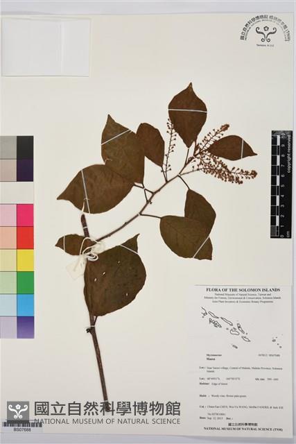 登錄號:BS07688藏品圖，第1張