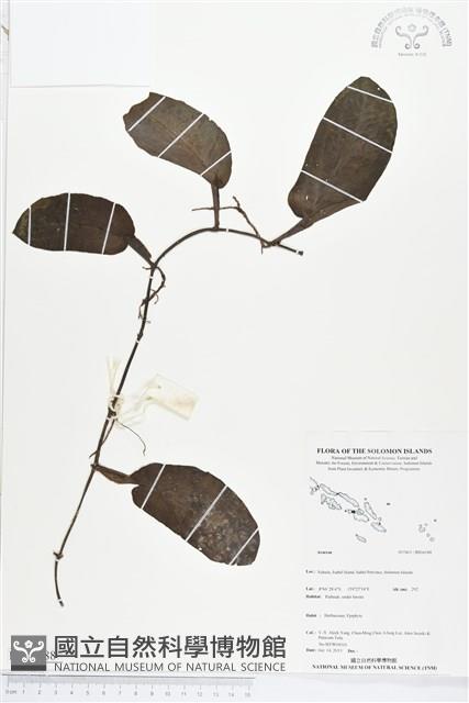 登錄號:BS04188藏品圖，第1張