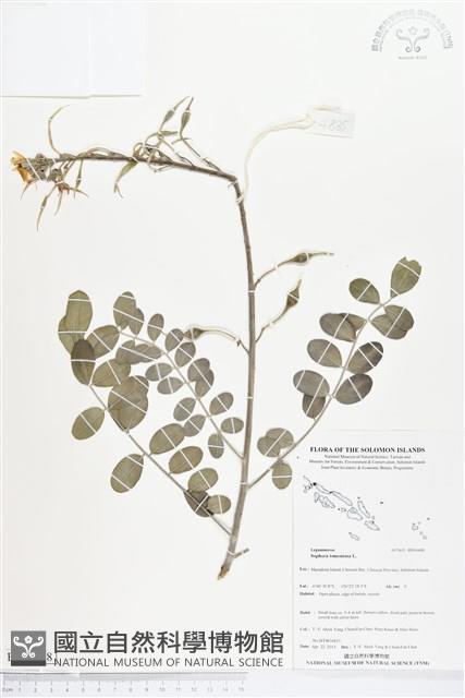 毛苦參藏品圖，第1張