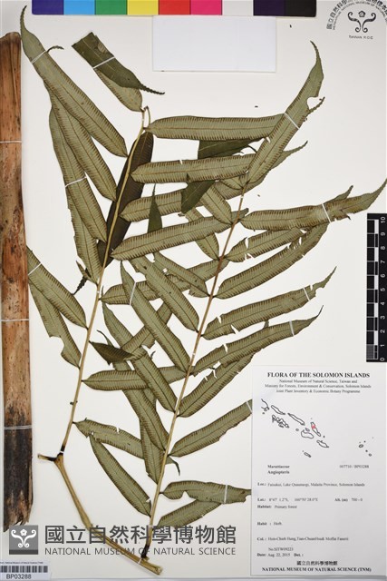 登錄號:BP03288藏品圖，第1張