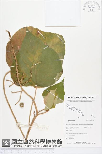 登錄號:BS03288藏品圖，第1張