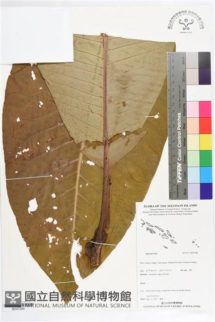 Accession Number:BS07288 Collection Image