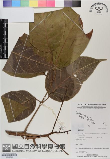 登錄號:BS06788藏品圖，第1張