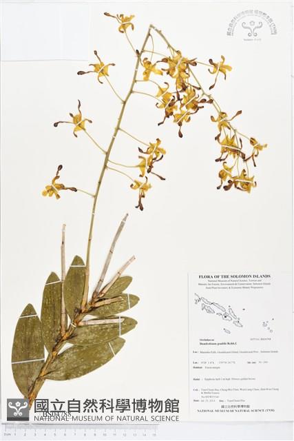 登錄號:BS04788藏品圖，第1張