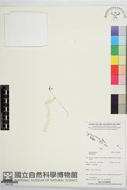 登錄號:BS07788藏品圖，第1張