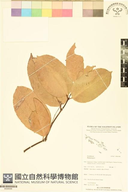 登錄號:BS06588藏品圖，第1張