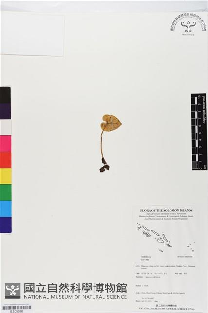 登錄號:BS05588藏品圖，第1張