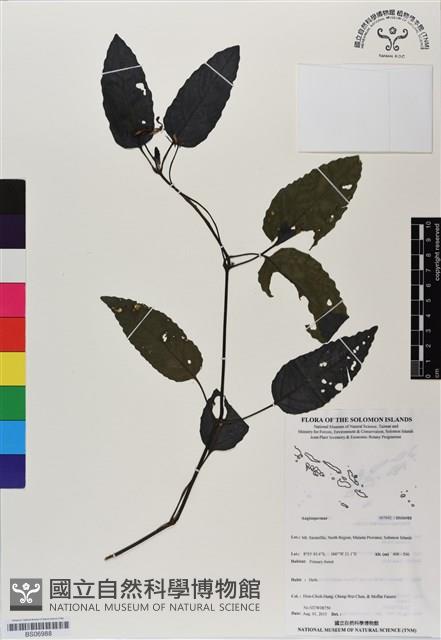 登錄號:BS06988藏品圖，第1張