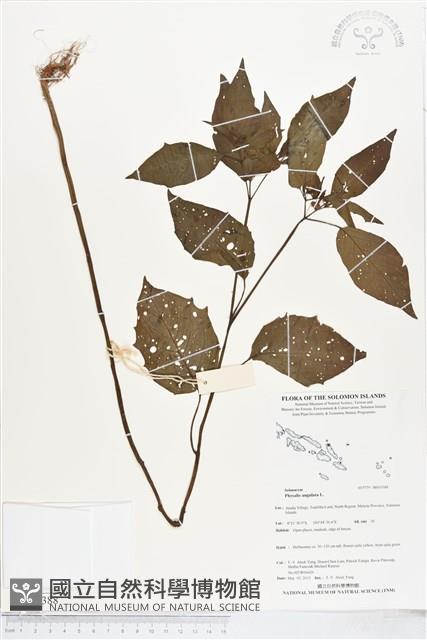 燈籠草藏品圖，第1張