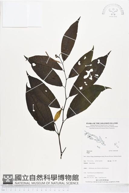 登錄號:BS04388藏品圖，第1張