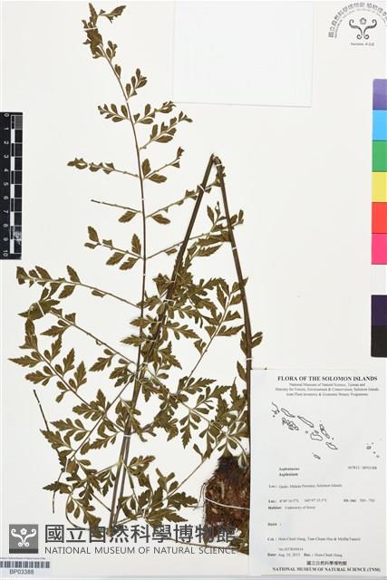 登錄號:BP03388藏品圖，第1張