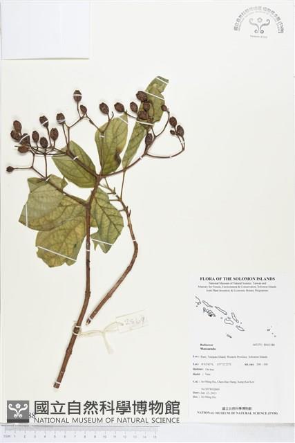 登錄號:BS03388藏品圖，第1張