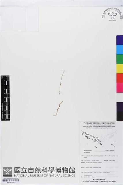 登錄號:BS05898藏品圖，第1張