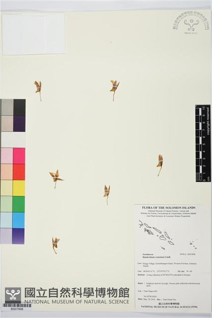 鬚唇暫花蘭藏品圖，第1張