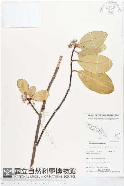 桐花樹藏品圖，第1張