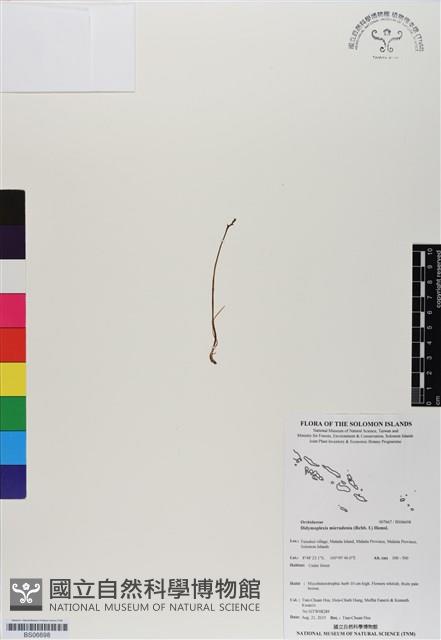 小鬼蘭藏品圖，第1張