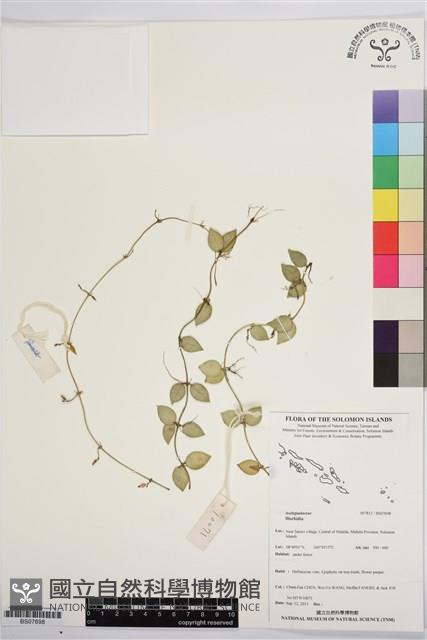 登錄號:BS07698藏品圖，第1張