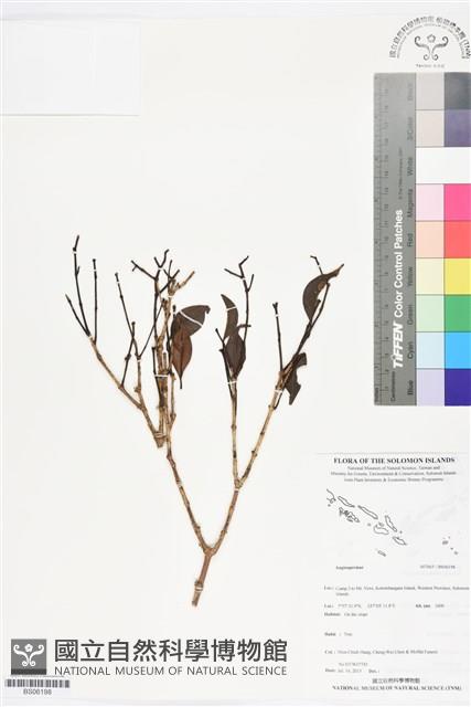 登錄號:BS06198藏品圖，第1張