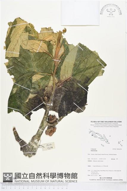 登錄號:BS04198藏品圖，第1張