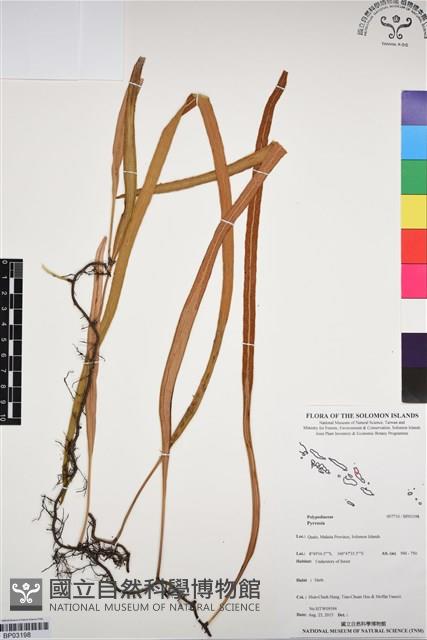 登錄號:BP03198藏品圖，第1張