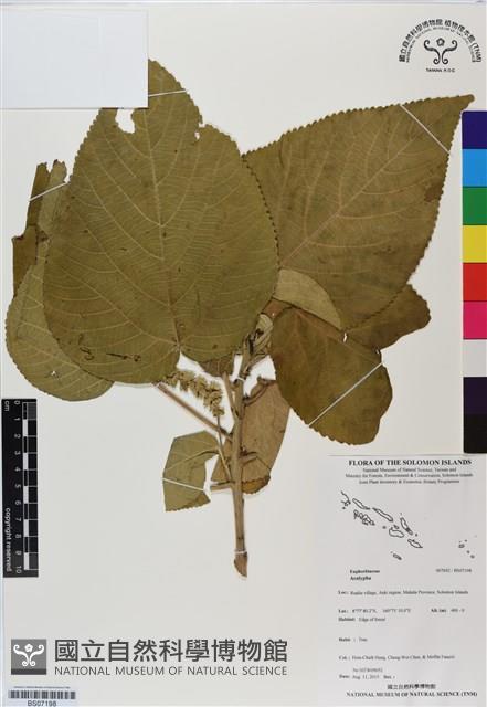 Accession Number:BS07198 Collection Image