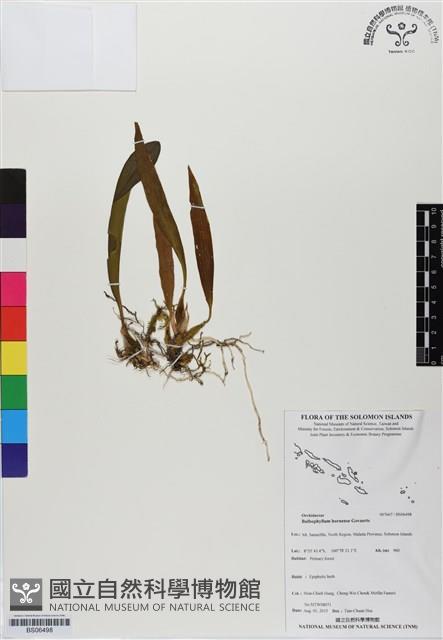 登錄號:BS06498藏品圖，第1張