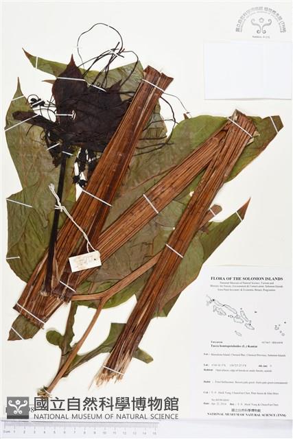 蒟蒻薯藏品圖，第1張