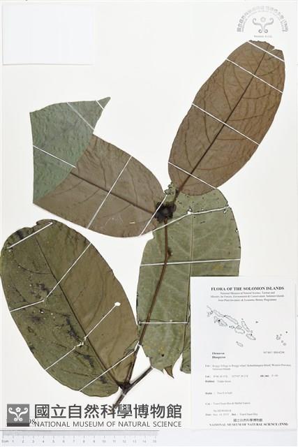 登錄號:BS04298藏品圖，第1張