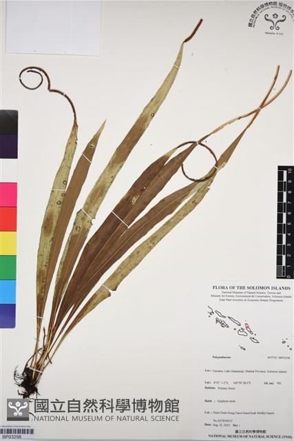 登錄號:BP03298藏品圖，第1張