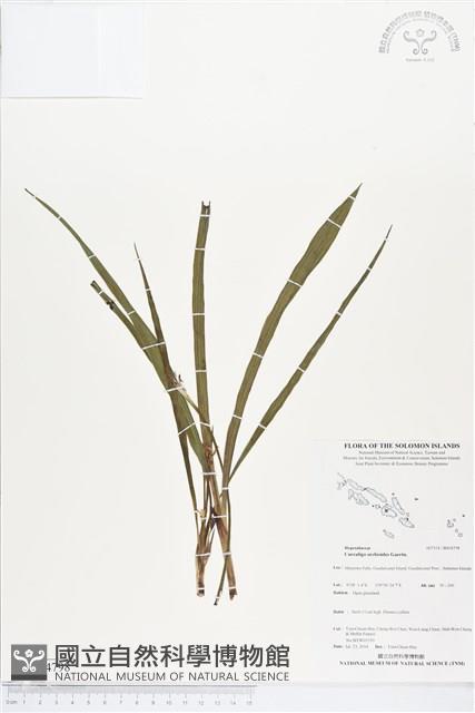 仙茅、冬蟲草藏品圖，第1張