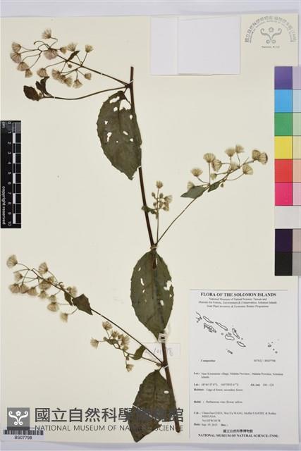 Accession Number:BS07798 Collection Image