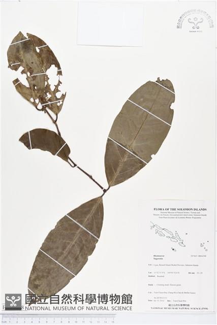 登錄號:BS04598藏品圖，第1張