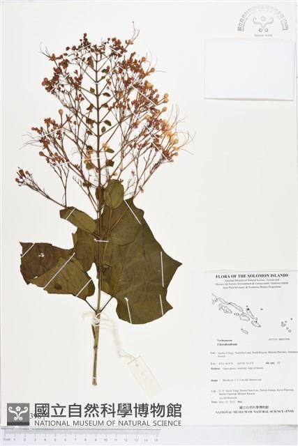 登錄號:BS05398藏品圖，第1張