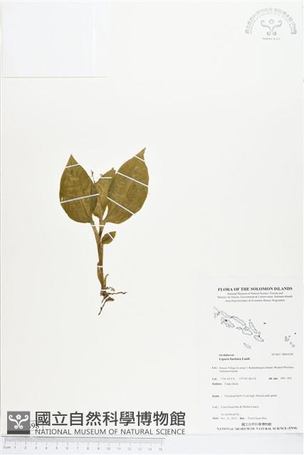 鬚唇羊耳蒜、鬚唇羊耳蘭藏品圖，第1張