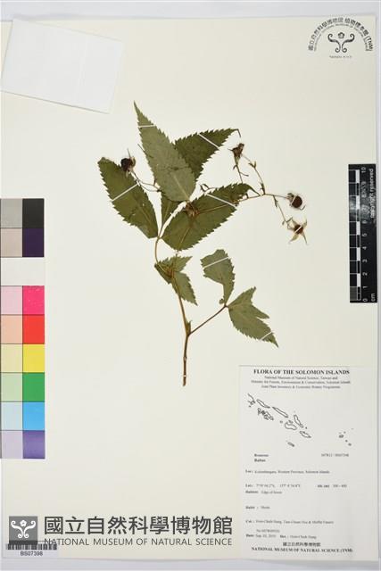 Accession Number:BS07398 Collection Image