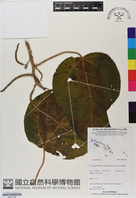 登錄號:BS07168藏品圖，第1張